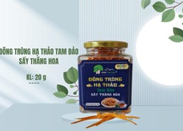 Đông Trùng Hạ Thảo Tam Đảo Sấy thăng hoa - 20 g