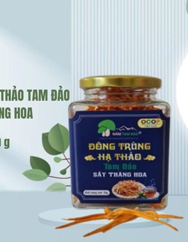 Đông Trùng Hạ Thảo Tam Đảo Sấy thăng hoa - 20 g